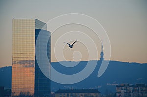 Flying bird, TV tower in Bratislava