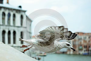 Flying bird in venice