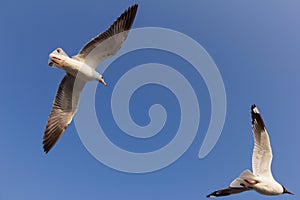 Flying birds again blue sky.