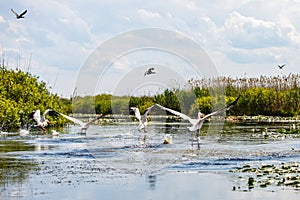 Flying birds and aquatic plants in Danube Delta