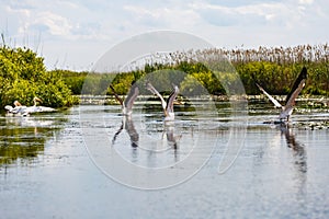Flying birds and aquatic plants in Danube Delta