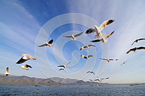 Flying birds in blue sky