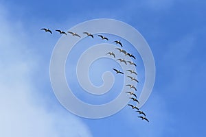 Birds migration photo
