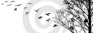 Flying birds and branch silhouettes on white background