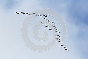 Flying birds in cloudy sky