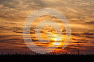 Flying birds on dramatic sunset background