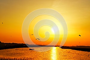 Flying birds and dusk in Japanese town