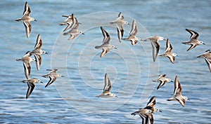 Flying birds, at El Espino beach photo