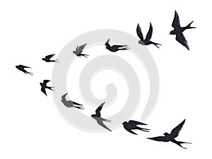 Flying birds flock silhouette. Swallows, sea gull or marine birds isolated on white background. Vector bird icon set