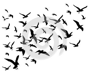 Flying birds flock vector illustration isolated on white background