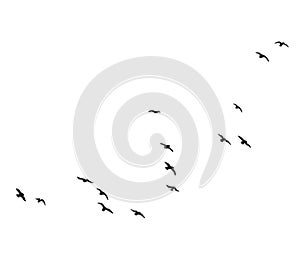 Flying Birds Group Vector Silhouette