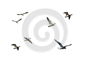 Isolated flying birds traveling in different directions. PNG image. photo