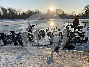 Flying birds on the lake during winters clear blue sky