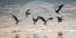 Flying Birds in motion image