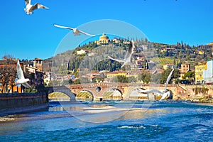 Flying birds over Adige River Verona city Italy