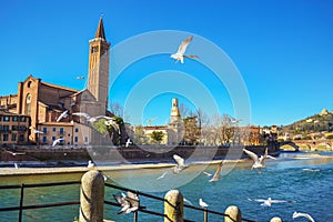 Flying birds over Adige River Verona city Italy