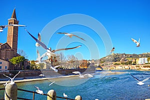 Flying birds over Adige River Verona city Italy