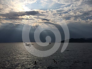 Flying birds over sea