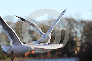 Flying birds in the park