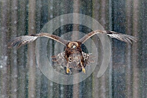 Flying birds of prey golden eagle with large wingspan, photo with snow flake during winter, dark forest in background. Wildlife sc photo