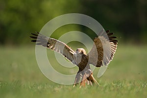 Flying Birds of prey Marsh harrier Circus aeruginosus, hunting time Poland Europe