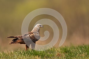 Flying Birds of prey Marsh harrier Circus aeruginosus, hunting time Poland Europe