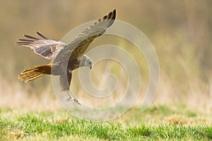 Flying Birds of prey Marsh harrier Circus aeruginosus, hunting time Poland Europe