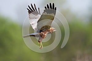 Flying Birds of prey Marsh harrier Circus aeruginosus, hunting time Poland Europe