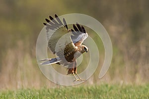 Flying Birds of prey Marsh harrier Circus aeruginosus, hunting time Poland Europe