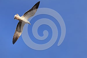 Flying birds (sea gull) again blue sky