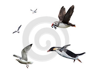 Flying birds: seagull, puffinn, penguin