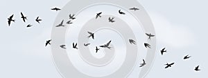 Flying birds silhouette. Flock of black marine birds, doves, seagulls or swallows isolated on white background. Vector