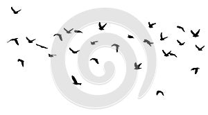 Flying birds silhouette flock. hand drawing. Not AI, Illustrat3. Vector illustration