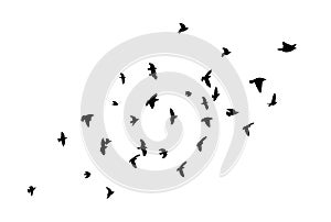 Flying birds silhouette flock. hand drawing. Not AI, Illustrat3. Vector illustration