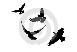 Flying birds silhouette flock. hand drawing. Not AI, Illustrat3 . Vector illustration