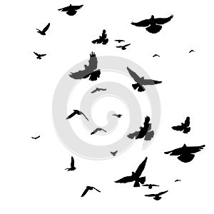 Flying birds silhouette flock. hand drawing. Not AI, Vector illustration