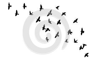 Flying birds silhouette flock. hand drawing. Not AI. Vector illustration