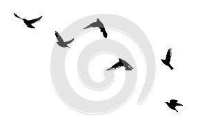 Flying birds silhouette flock. hand drawing. Not AI. Vector illustration