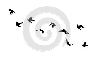 Flying birds silhouette flock. hand drawing. Not AI. Vector illustration