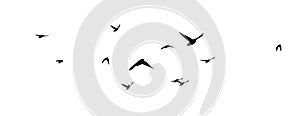 Flying birds silhouette flock. hand drawing. Not AI, Vector illustration