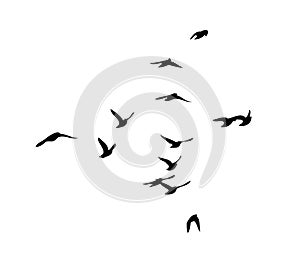 Flying birds silhouette flock. Not AI, Free birds abstraction . Vector illustration