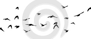 Flying birds silhouette flock. Not AI, Free birds abstraction . Vector illustration