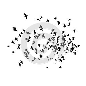 Flying birds silhouette flock. Vector illustration