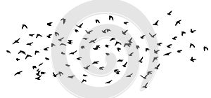 Flying birds silhouette flock. Vector illustration