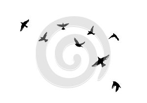 Flying birds silhouette flock. Vector illustration