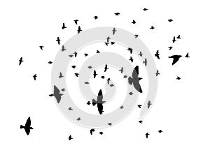 Flying birds silhouette flock. Vector illustration