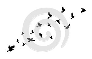 Flying birds silhouette flock. Vector illustration