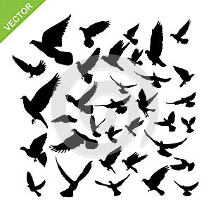 Flying birds silhouette vector