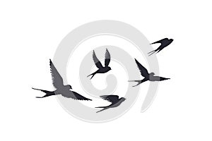 Flying birds silhouette on white background. Vector set of flock of swallows sign. Tattoo spring bird or swift birds