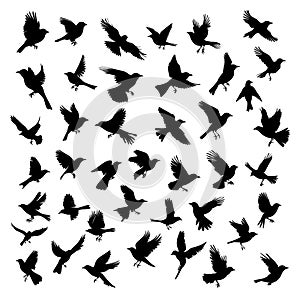 Flying birds silhouettes. Different bird shapes wildlife black sketch, birding flies elements shadows isolated vector